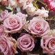 Prudence Designs