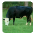 Whole Foods 5-step Animal Welfare Program